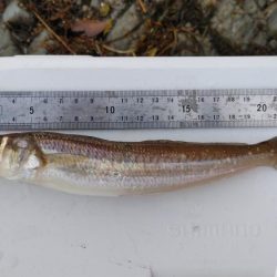 鯉川でのキス釣り