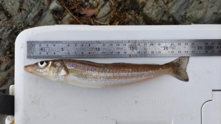 鯉川でのキス釣り