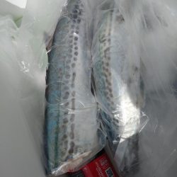 筏ショアジギング