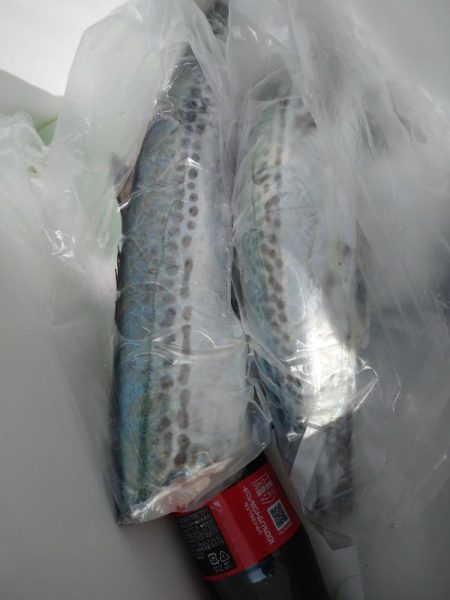 筏ショアジギング