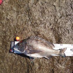 チヌ釣り(北九十九島)