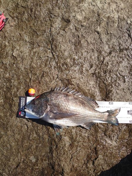 チヌ釣り(北九十九島)