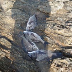 チヌ釣り(大村湾)