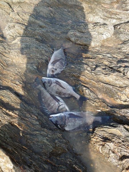 チヌ釣り(大村湾)