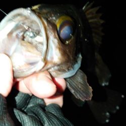 明石花冷えメバリング