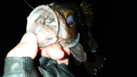 明石花冷えメバリング