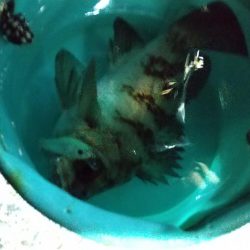 アジはどこに？