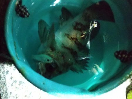 アジはどこに？