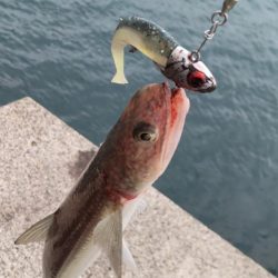 爆風とエソの微笑み