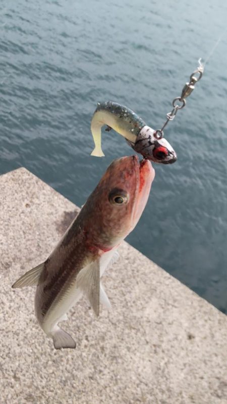 爆風とエソの微笑み