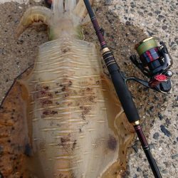 (対馬)墨族使用投稿①