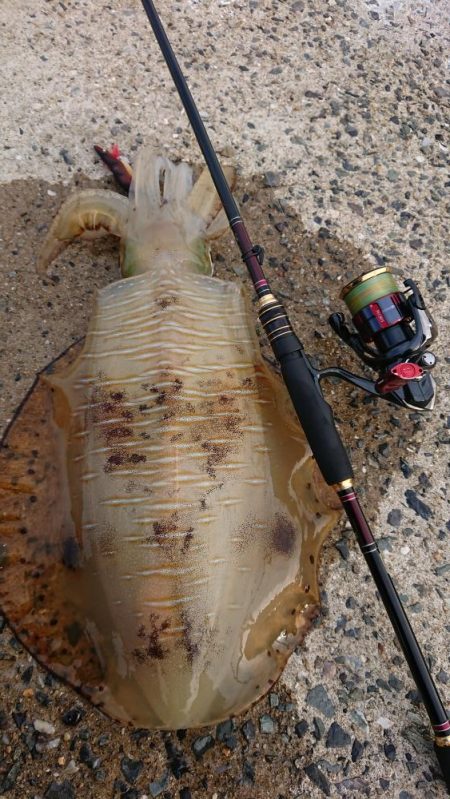 (対馬)墨族使用投稿①