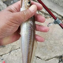 良型キスが釣れました