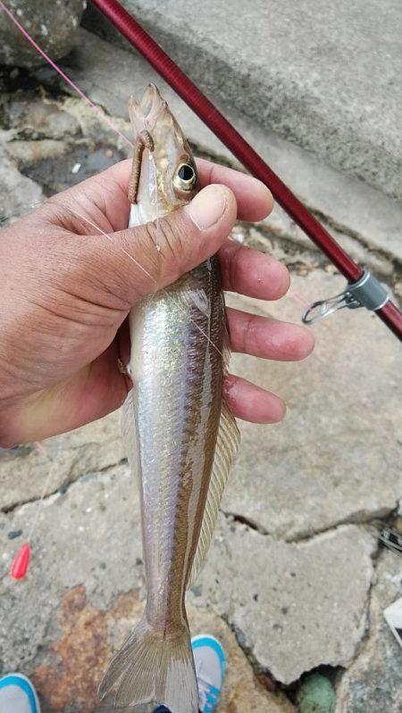 良型キスが釣れました