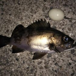 メバル活性高し