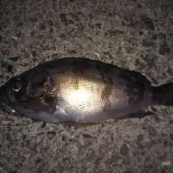 月夜にもめげず