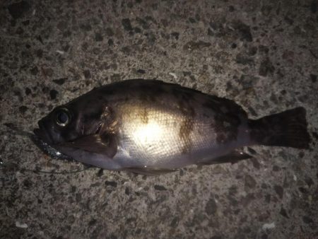 月夜にもめげず