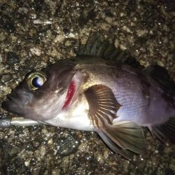 ひたすらランガン