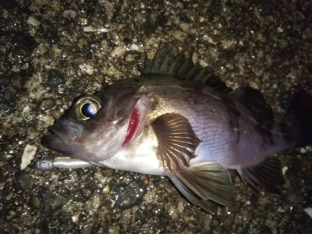 ひたすらランガン