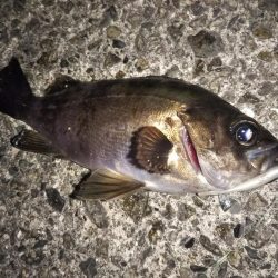 最後の1投で「つ抜け」達成