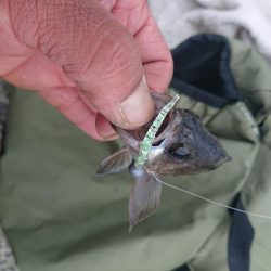 今日はガシラとアジとメバル