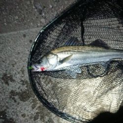 久しぶりのシーバス