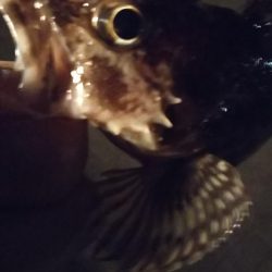 メバル1  ガシラ3