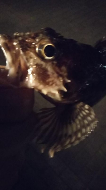 メバル1  ガシラ3