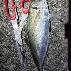 満月にアジのウキ釣り