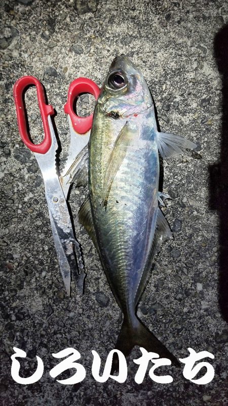 満月にアジのウキ釣り