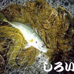 アジのウキ釣りとキス調査。