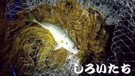 アジのウキ釣りとキス調査。