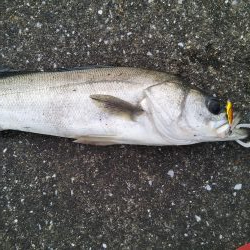 こんな場所で60センチオーバー!