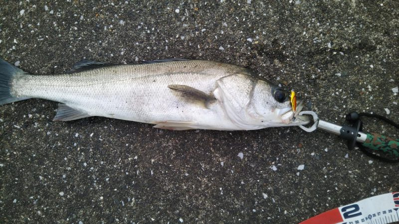 こんな場所で60センチオーバー!