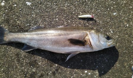 真っ昼50センチ越え2本！