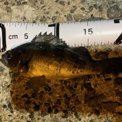 メバリング釣行