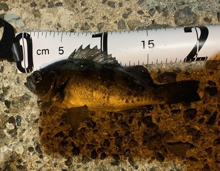 メバリング釣行