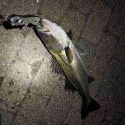 タケノコメバル