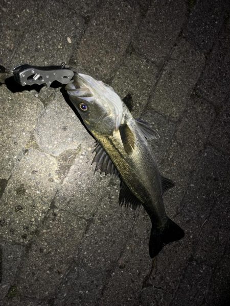 タケノコメバル