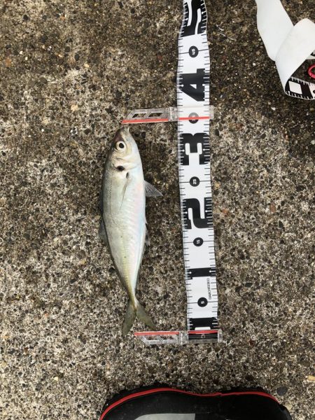 ハッピーハッピー