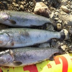 小柿渓谷で50cmオーバーの大型のニジマスを追う!