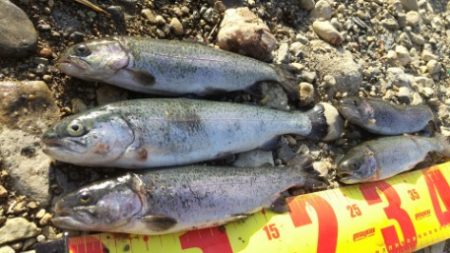 小柿渓谷で50cmオーバーの大型のニジマス…