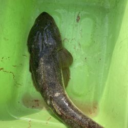 サビキの落とし込み！