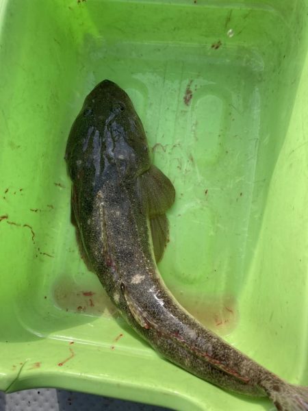 サビキの落とし込み！