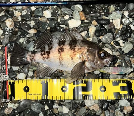 ホタルイカパターン