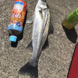 散歩がてらな岸壁ジギング