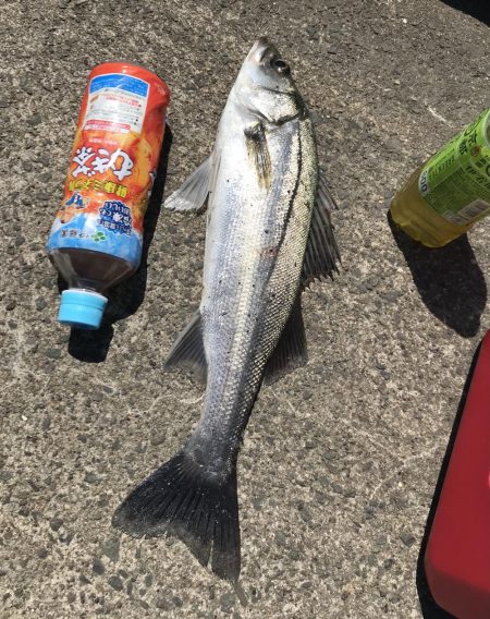 散歩がてらな岸壁ジギング