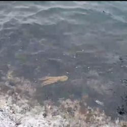 エギングだったつもりが…