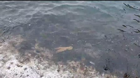 エギングだったつもりが…