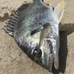 ヘチ釣りでキビレGET